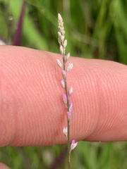 Polygala appendiculata