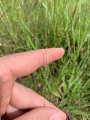 Polygala appendiculata
