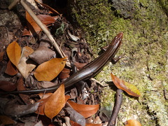 Plestiodon inexpectatus