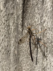 Megarhyssa macrurus