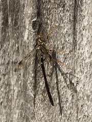 Megarhyssa macrurus