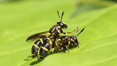 Sphiximorpha willistoni