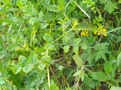 Vicia amurensis