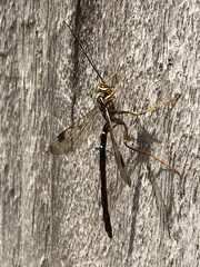 Megarhyssa macrurus