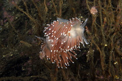 Coryphella