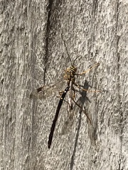 Megarhyssa macrurus