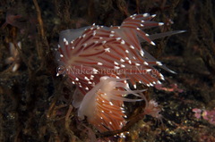 Coryphella