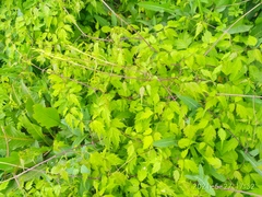 Clematis brevicaudata
