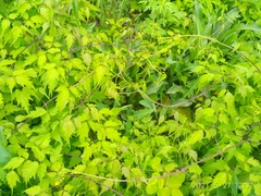 Clematis brevicaudata