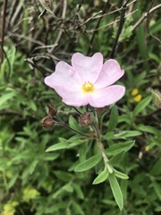 Cistus × skanbergii