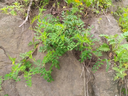 Vicia amurensis iNat (2)