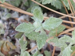 Eriophyllum lanatum croceum