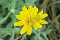 Eriophyllum lanatum croceum