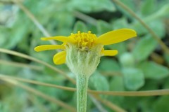 Eriophyllum lanatum croceum