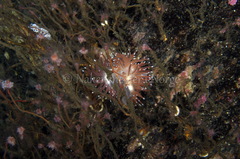 Coryphella