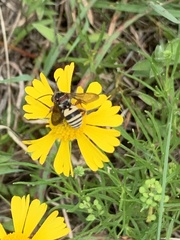 Triepeolus distinctus