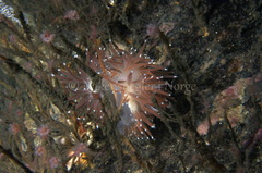 Coryphella