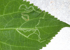Liriomyza eupatoriella