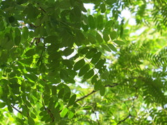Albizia antunesiana