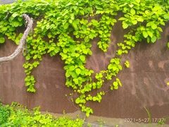 Celastrus flagellaris