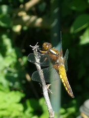 Libellula depressa