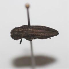 Agrilus obtusus