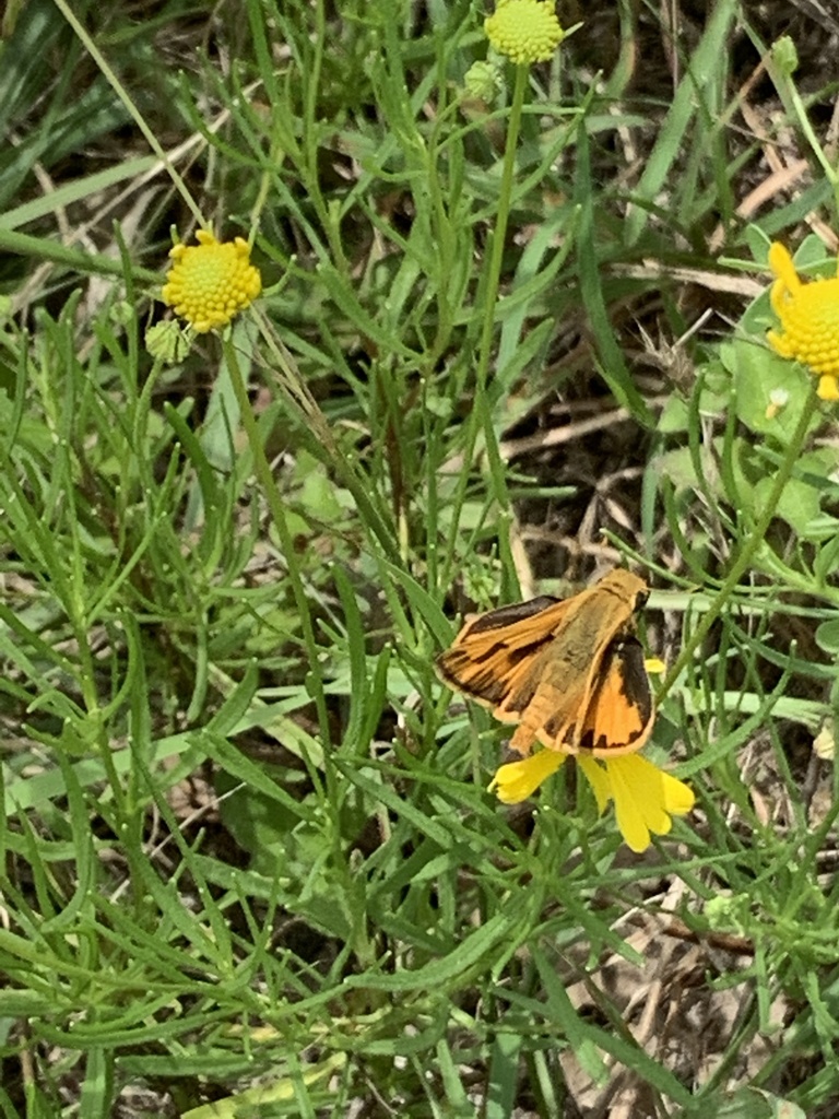 Fiery Skipper from Ledbetter Park, Cameron, TX, US on May 30, 2021 at 0115 PM by Bruce Neville