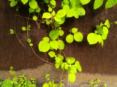 Celastrus flagellaris