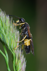 Tenthredo maculata