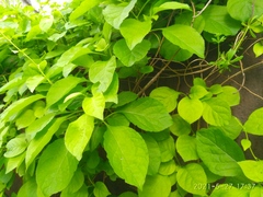 Celastrus flagellaris