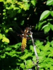 Libellula depressa