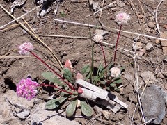 Calyptridium monospermum