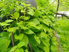 Celastrus flagellaris