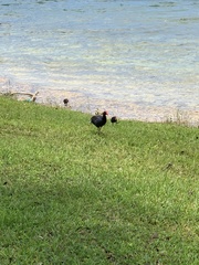 Gallinula galeata