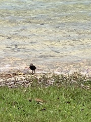 Gallinula galeata