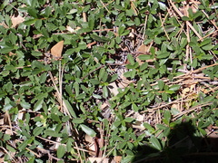 Ceanothus prostratus