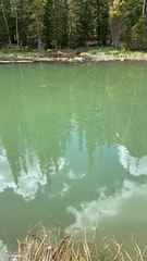 Cyprinus rubrofuscus