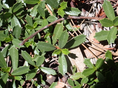 Ceanothus prostratus