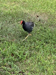 Gallinula galeata