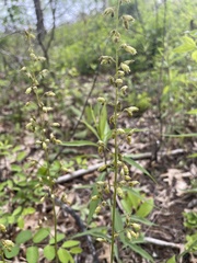 Heuchera richardsonii