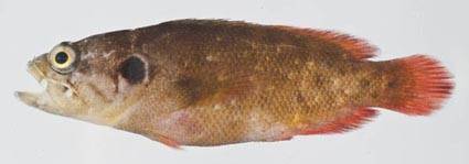 Reef Bass