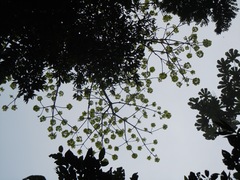 Cavanillesia platanifolia