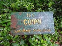 Cavanillesia platanifolia