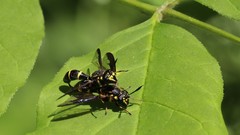 Sphiximorpha willistoni