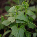 Eastern White-Bryony - Photo (c) Kutushev Radik, some rights reserved (CC BY-NC), uploaded by Kutushev Radik