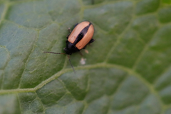 Phyllotreta armoraciae