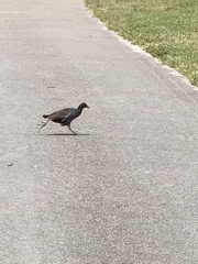 Gallinula galeata