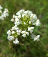 Triphysaria versicolor