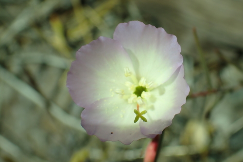 Glandular clarkia (Clarkia arcuata)