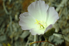 Clarkia arcuata